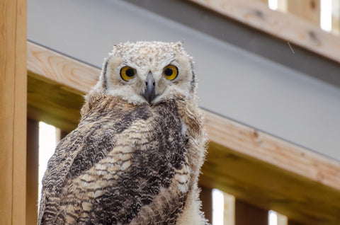 Great Horned Owlet
