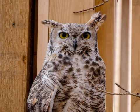 Great Horned Owl