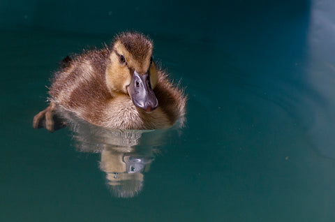 Mallard Duckling