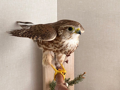 Merlin