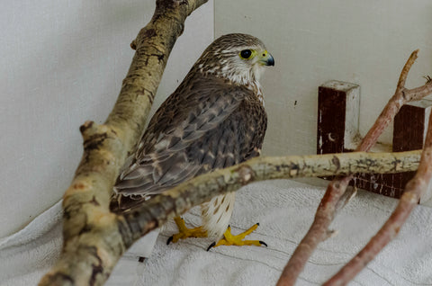 Merlin