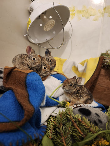 Mountain Cottontail