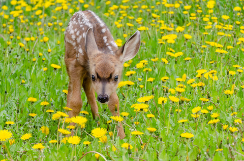 Deer Fawns