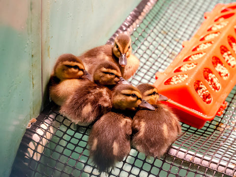 Mallard Duckling
