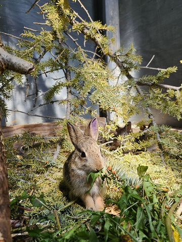 Mountain Cottontail