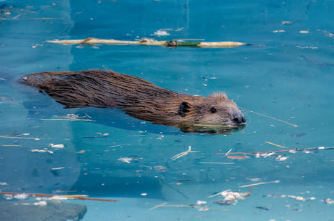 North American Beaver