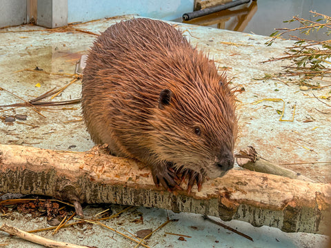 North American Beaver
