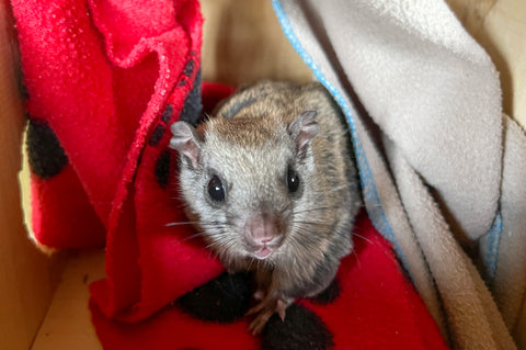 Northern Flying Squirrel