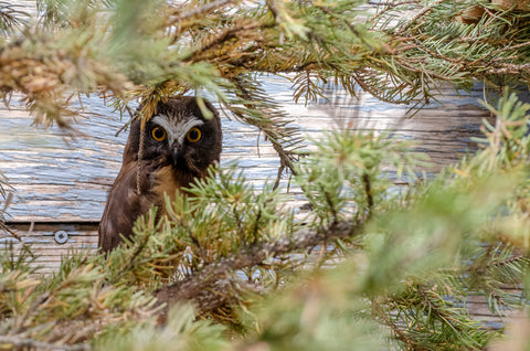 Northern Saw-whet Owl