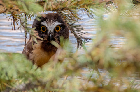 Northern Saw-whet Owl