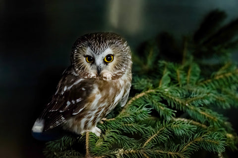 Northern Saw-whet Owl