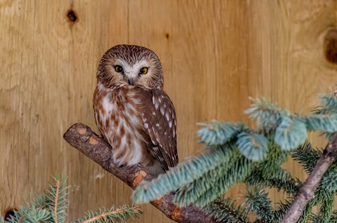 Northern Saw-whet Owl