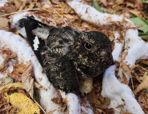 Common Nighthawk