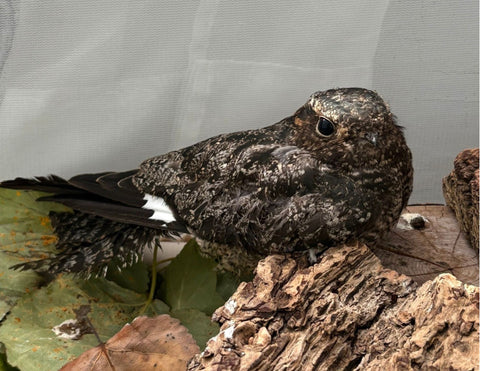 Nighthawk