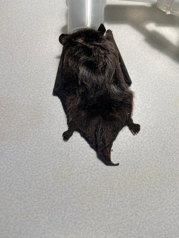 Silver-haired Bat