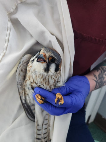 American Kestrel