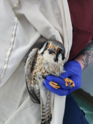 American Kestrel