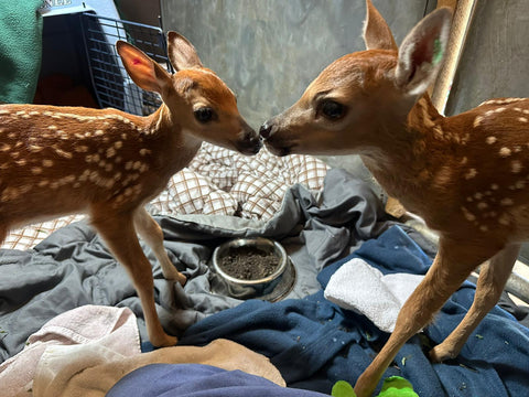 Deer Fawns
