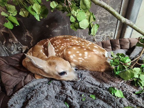Deer Fawns