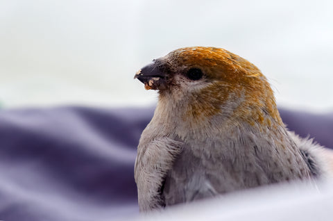 Pine Grosbeak