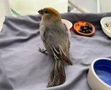 Pine Grosbeak