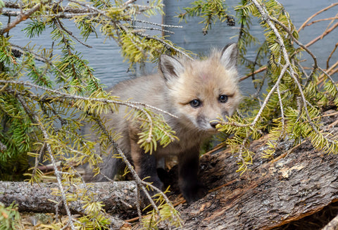 Red Fox Kit