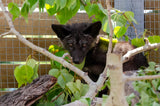 Red Fox Kits