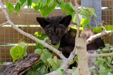 Red Fox Kits