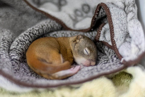 Red Squirrel