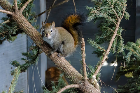 Red Squirrel