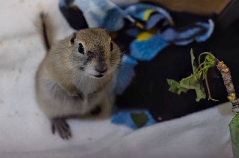 Richardson’s Ground Squirrel