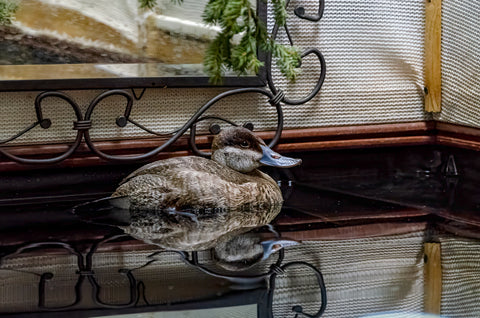 Ruddy Duck