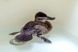 Ruddy Duck