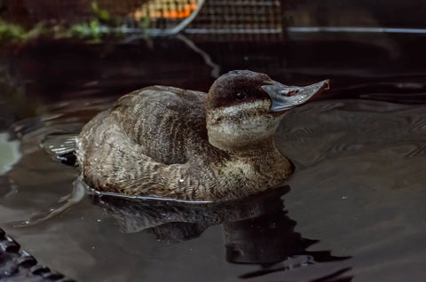 Ruddy Duck