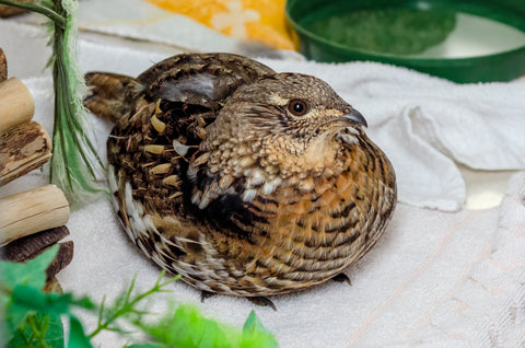 Ruffed Grouse