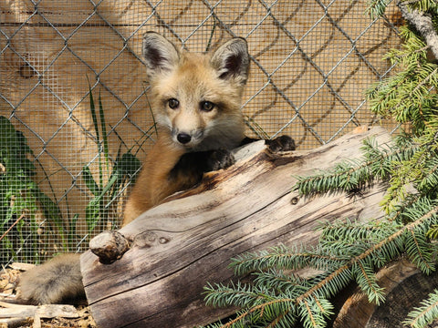 Red Fox Kit