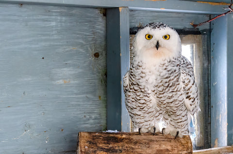 Snowy Owl