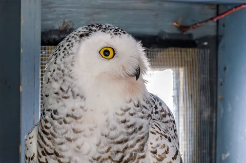 Snowy Owl