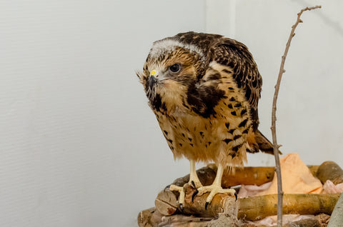 Swainson’s Hawk