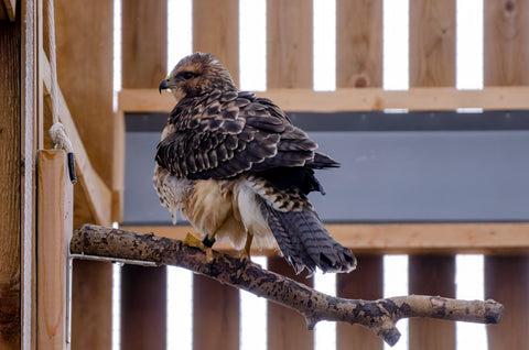 Swainson’s Hawk