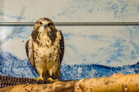 Swainson’s Hawk