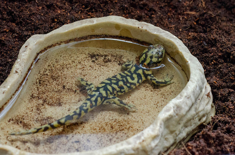 Tiger Salamander