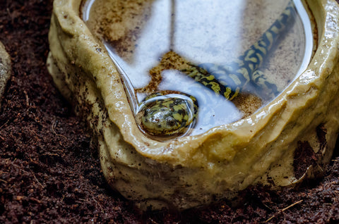 Tiger Salamander