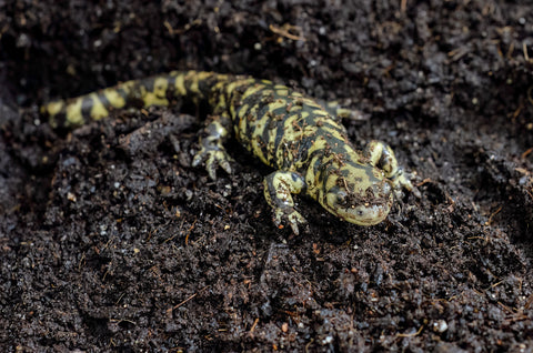 Tiger Salamander