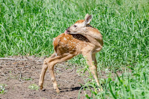 Deer Fawns