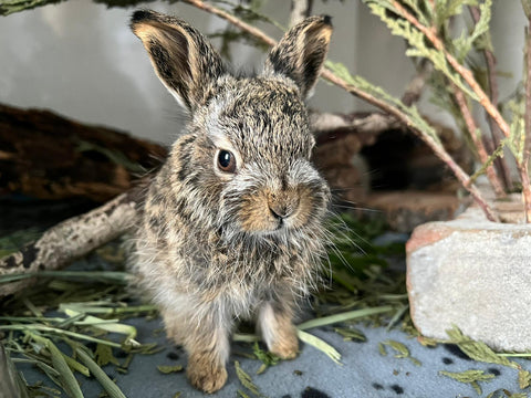 White-tailed Prairie Hare