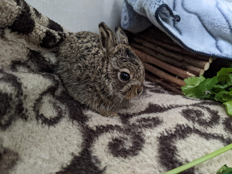 White-tailed Prairie Hare