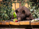 American Black Bear