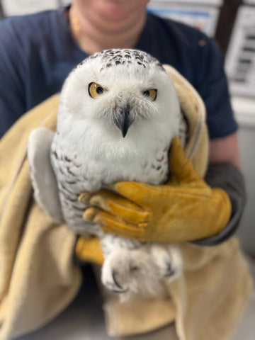 Snowy Owl