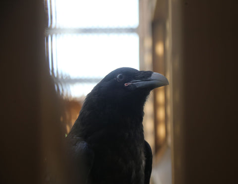 Common Raven